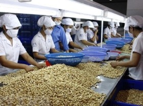 Image: Vietnamese cashew nuts to be introduced in Australia