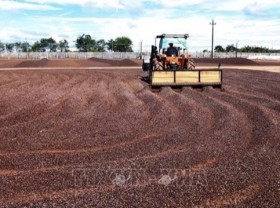 Image: Vietnamese farm produce favoured in China