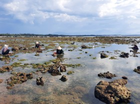 Image: Catching clams on the rock
