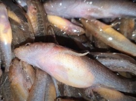 Image: Floating season to pick up gobies, braised eggs and pepper
