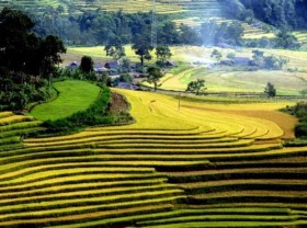 Image: Golden terraces of Tả Lèng