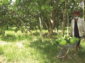 Image: Hương Thọ pomelos, specialty fruit of Thừa Thiên Huế