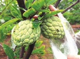Image: Life's sweet for Chi Lăng custard apple farmers
