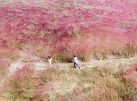 Image: Pink reed grass hill in Da Lat