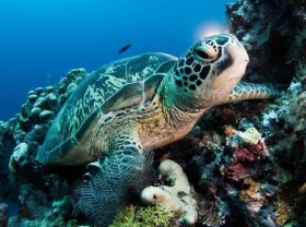 Image: The interesting experience of watching turtles lay eggs in Con Dao