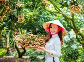 Image: Vietnamese agricultural products favoured in choosy EU market