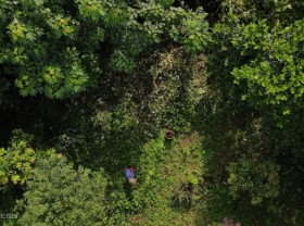 Image: Forest picking Vernicia Montana season