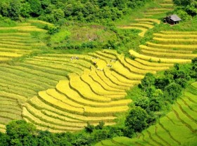Image: Golden glow of rice terrace fields in Lao Cai