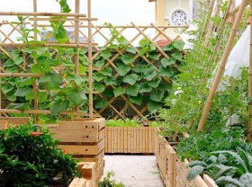 Image: Rooftop garden – the joy of Da Nang family’s day of social distancing