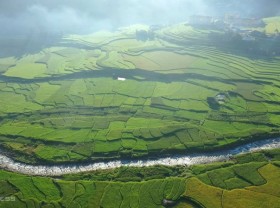 Image: Symphony of Rice