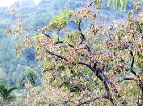 Image: The largest persimmon garden in Nghe An in the harvest season