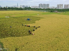Image: Workers reap rice, catch fish for a living in Ho Chi Minh City