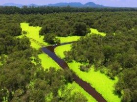 Image: Explore Tra Su Cajuput Forest The Enchanted Green Wonderland of Vietnam