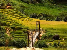 Image: Visiting Mang Ri terraced fields to welcome the brilliant golden season of the highlands