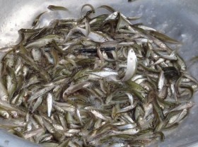 Image: Young lingfish at the beginning of the season dipped in vinegar
