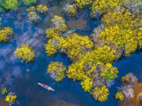 Image: Beautiful in autumn in the strangely colored saltwater forest in Hue