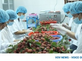 Image: Five local firms to export lychees to Japan