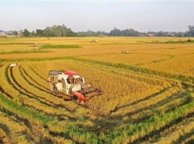 Image: Vietnam likely to achieve rice export target this year