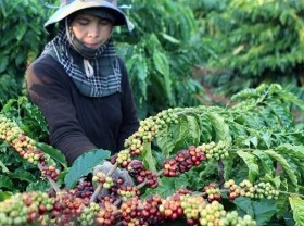Image: Vietnam seeks to expand export markets for farm produce