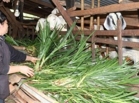 Image: National target programme on socio-economic development in ethnic minority areas approved