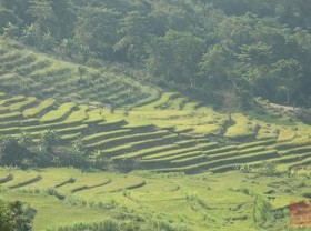 Image: Terraced fields in Dien Bien basin