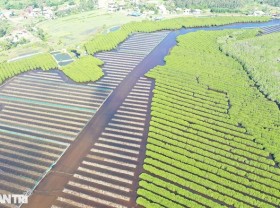 Image: Surprised by the beauty of the Bau Ca Cai mangrove forest