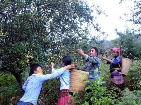 Image: Táo mèo yield high economic efficiency in Sơn La
