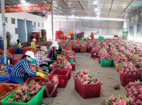 Image: Binh Thuan dragon fruit granted geographical indication protection in Japan