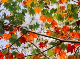 Image: Da Lat maple leaf tourist area changes color