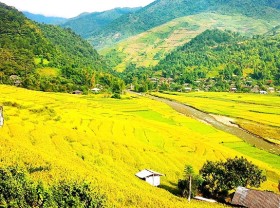 Image: Rice paddies in Tu Le Valley bask in the golden glow of autumn