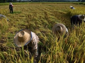 Image: Thailand on track to achieve export target of 6 million tonnes of rice