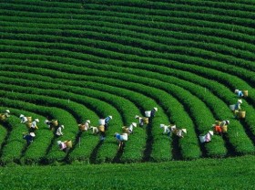 Image: 4 destinations for Son La discovery trip