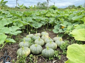 Image: 4 gardens near Ho Chi Minh City for guests to pick vegetables and catch fish