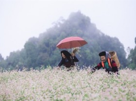 Image: Buckwheat flower festival held online for first time
