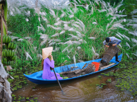 Image: Experience guarding bee hive, picking wild vegetables in Ca Mau