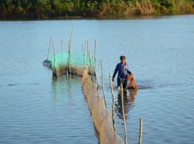 Image: Fish season comes to Đồng Tháp Province