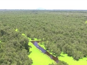 Image: Mekong Delta approves eco-tourism project in cajuput forest