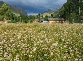 Image: The ‘beautiful to forget the way home’ viewing spot for buckwheat flowers in Ha Giang