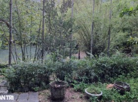 Image: The conservation area of ​​nearly 100 species of bamboo on the Son Tra peninsula