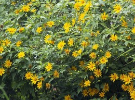 Image: The road of wild sunflowers is 500 m long in the suburbs of Da Lat