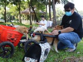 Image: Vietnamese-Colombian couple devotes heart, efforts to helping paralyzed dogs walk again