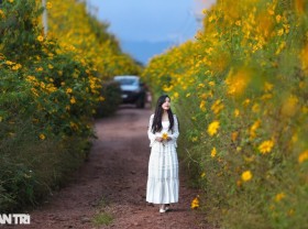 Image: Wild sunflowers bloom on the hillside, young people flock to the outskirts of Da Lat to check-in