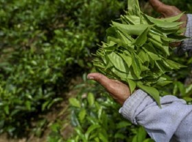 Image: Sri Lanka rows back on organic farming goal, removes ban on chemical fertilisers
