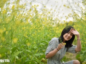 Image: Yellow cabbage blooms in the middle of the city, Hanoians dress up to check-in