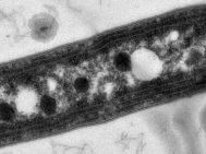Image: Detoxifying granules for bumblebees in agricultural areas