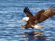 Image: Thirty years later, the nerve agent that kills sea eagles has been discovered