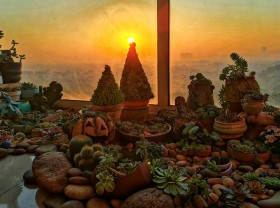 Image: A Hanoi girl builds a Christmas tree from hundreds of mini lotus trees