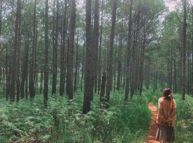 Image: About listening to the wind tell in Chau Son pine hill – the peaceful paradise of D’ran town