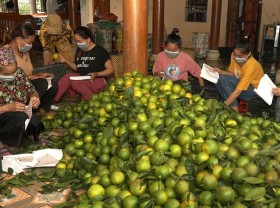 Image: Northern mountainous provinces seek to expand consumption market for local fruit