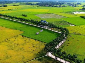 Image: Check in the beautiful Tan Tru ‘areca king’ tree path in Long An